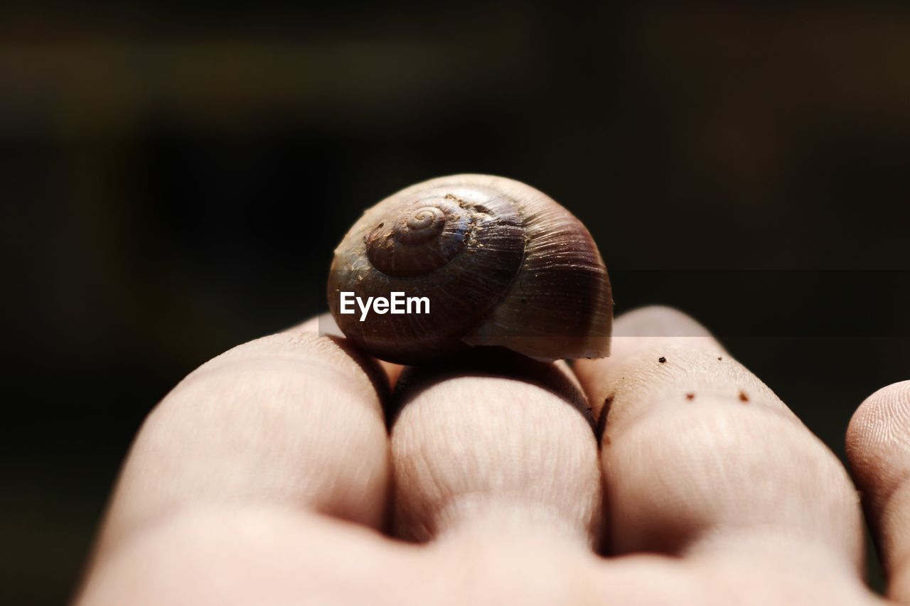 Close-up of hand holding shell