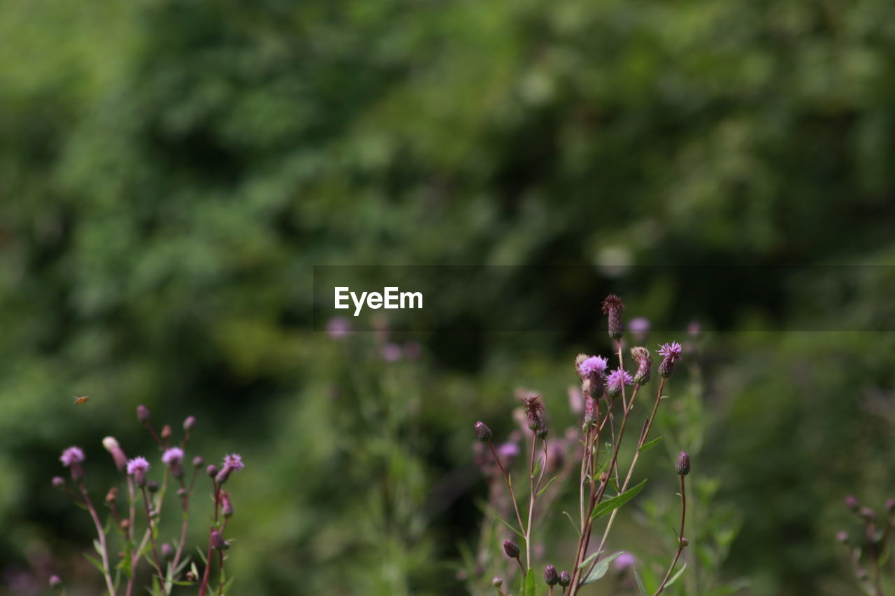 Close-up of purple flowers blooming outdoors