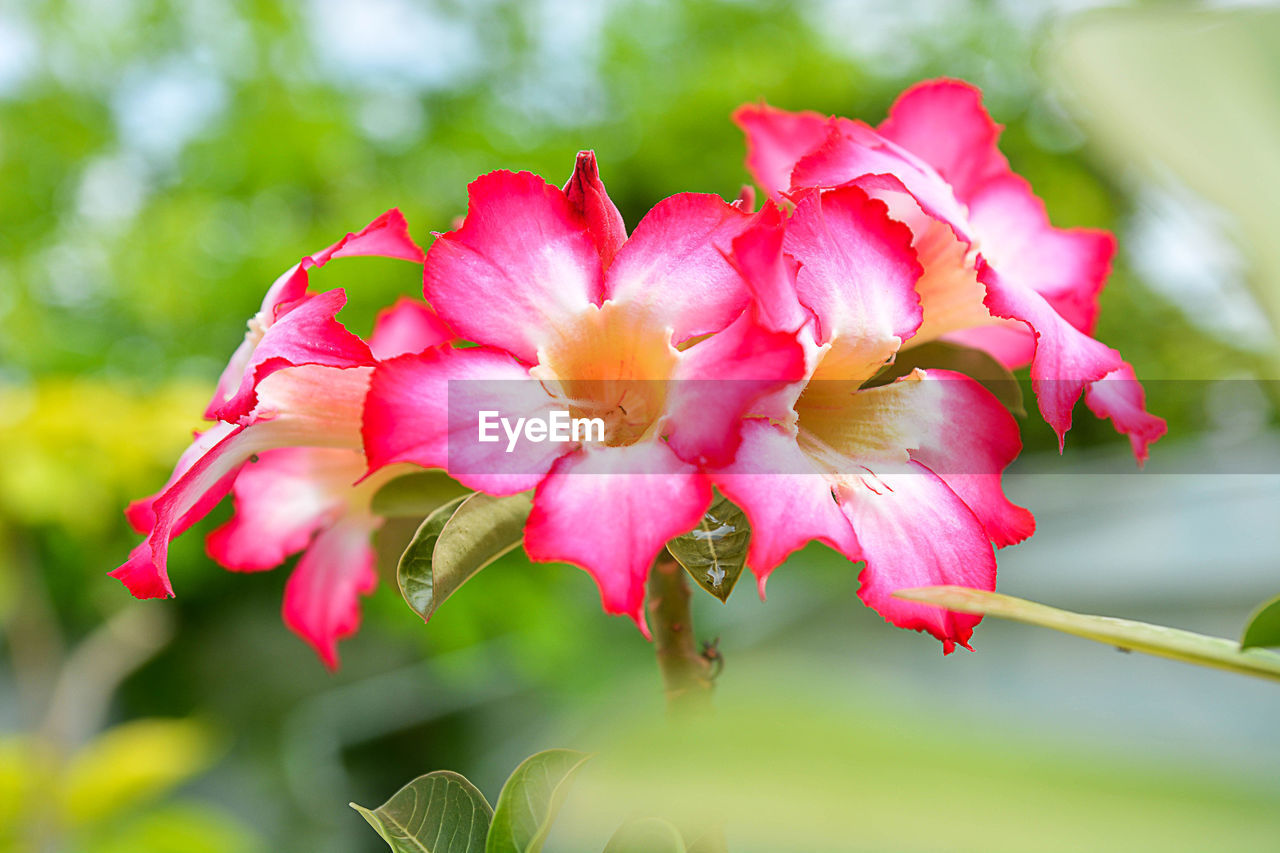 Close-up of pink flowering plant