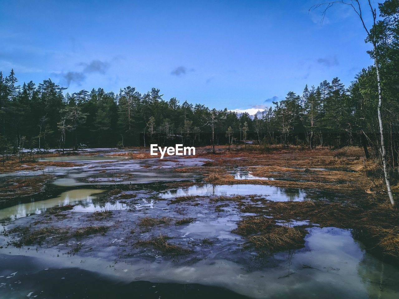 SCENIC VIEW OF LAKE AGAINST SKY AT FOREST