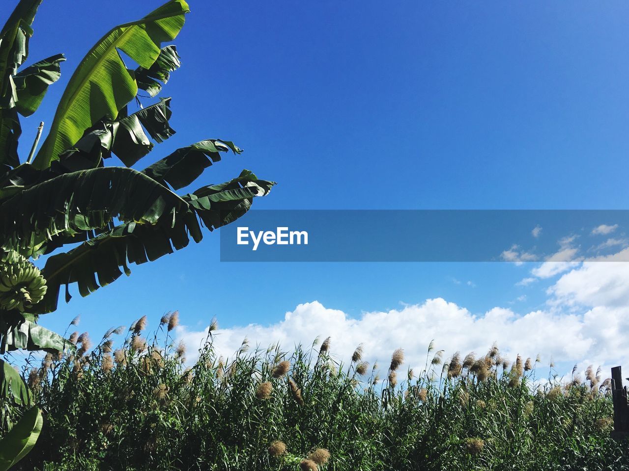 Banana tree growing on grassy field against blue sky