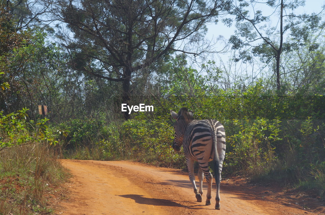 Rear view of zebra walking on dirt road