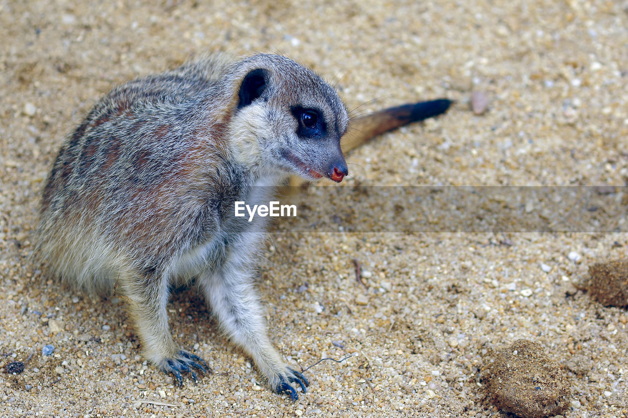 Close-up of meerkat