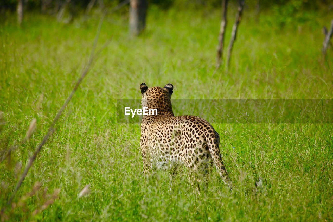 Leopard standing on grassy field