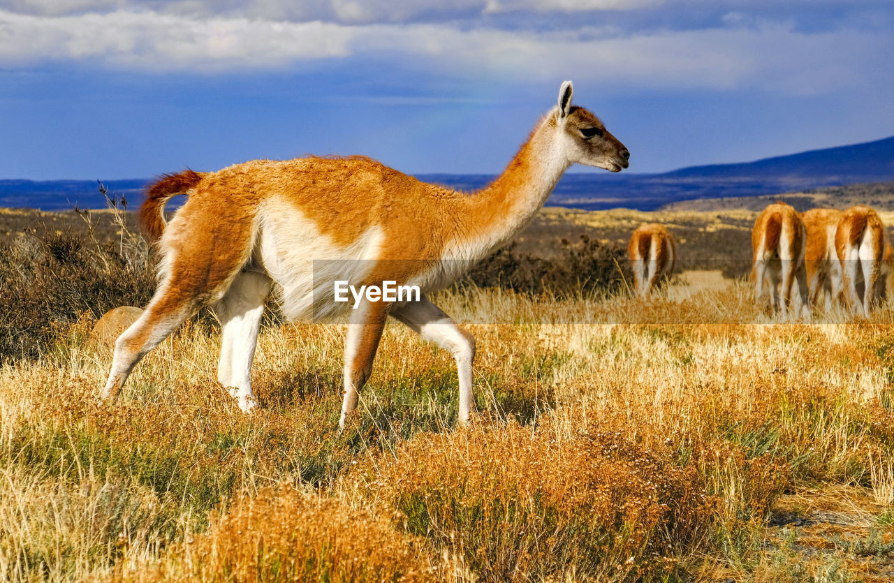 Side view of guanaco on field