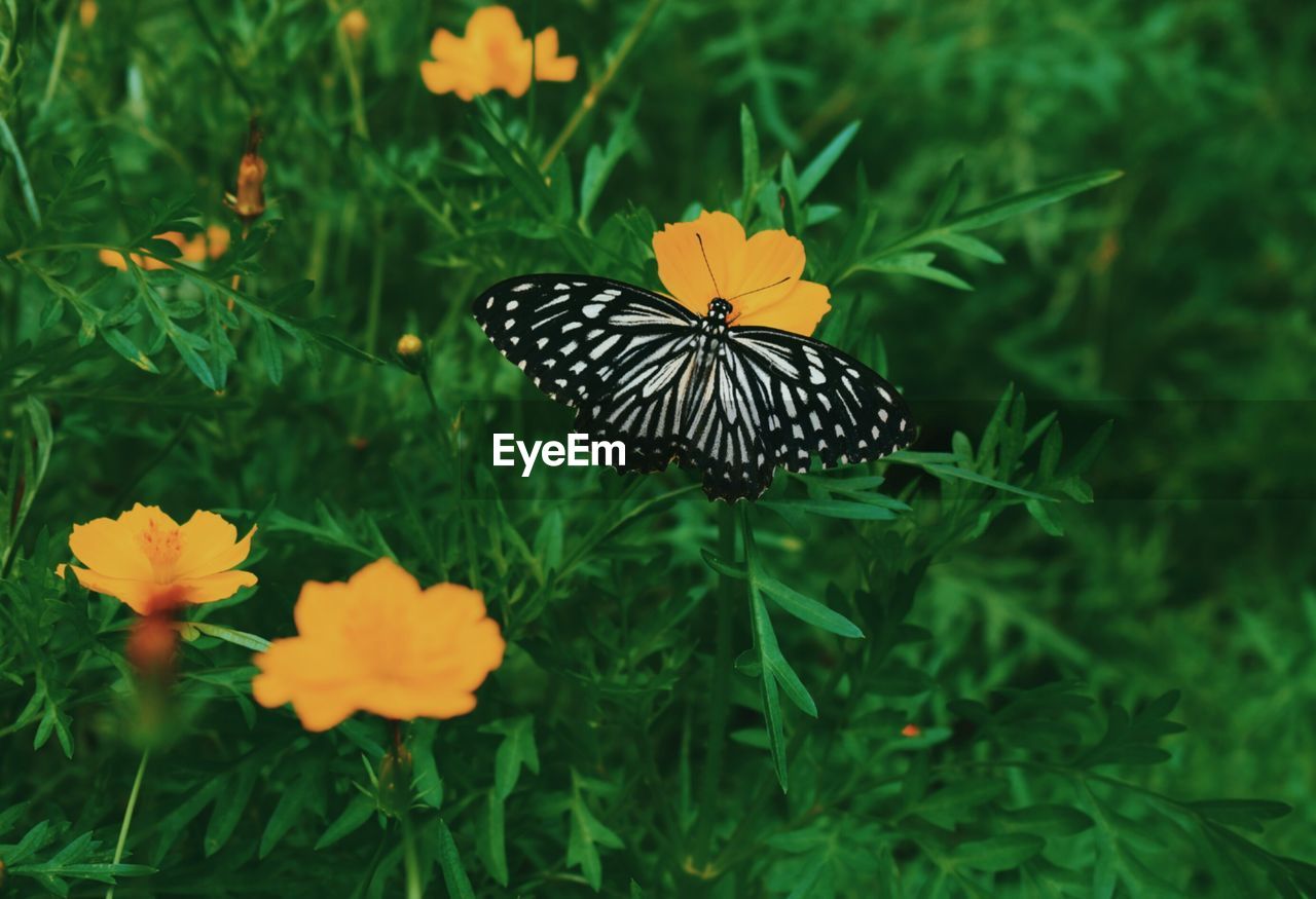 Beautiful butterfly on a flower. nature background.