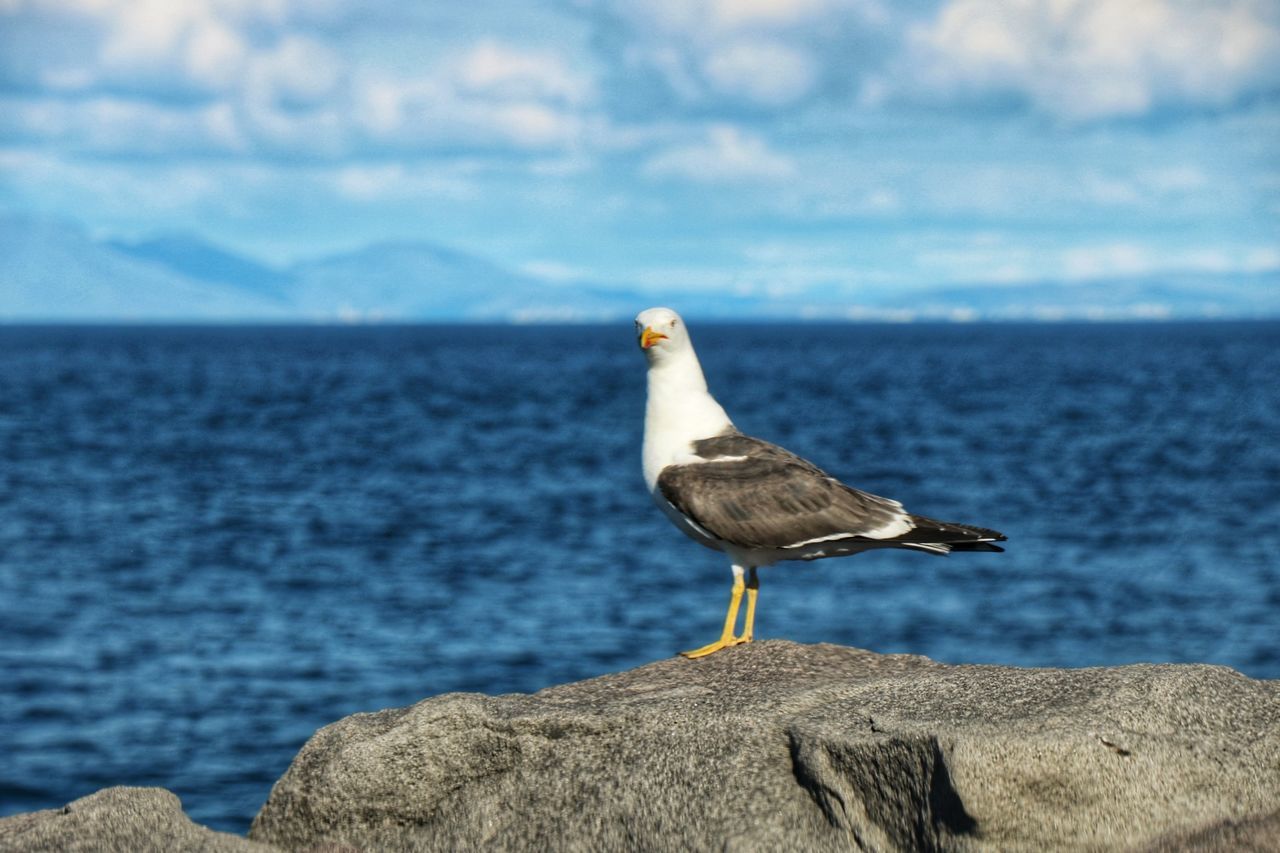 SEAGULL PERCHING ON ROCK