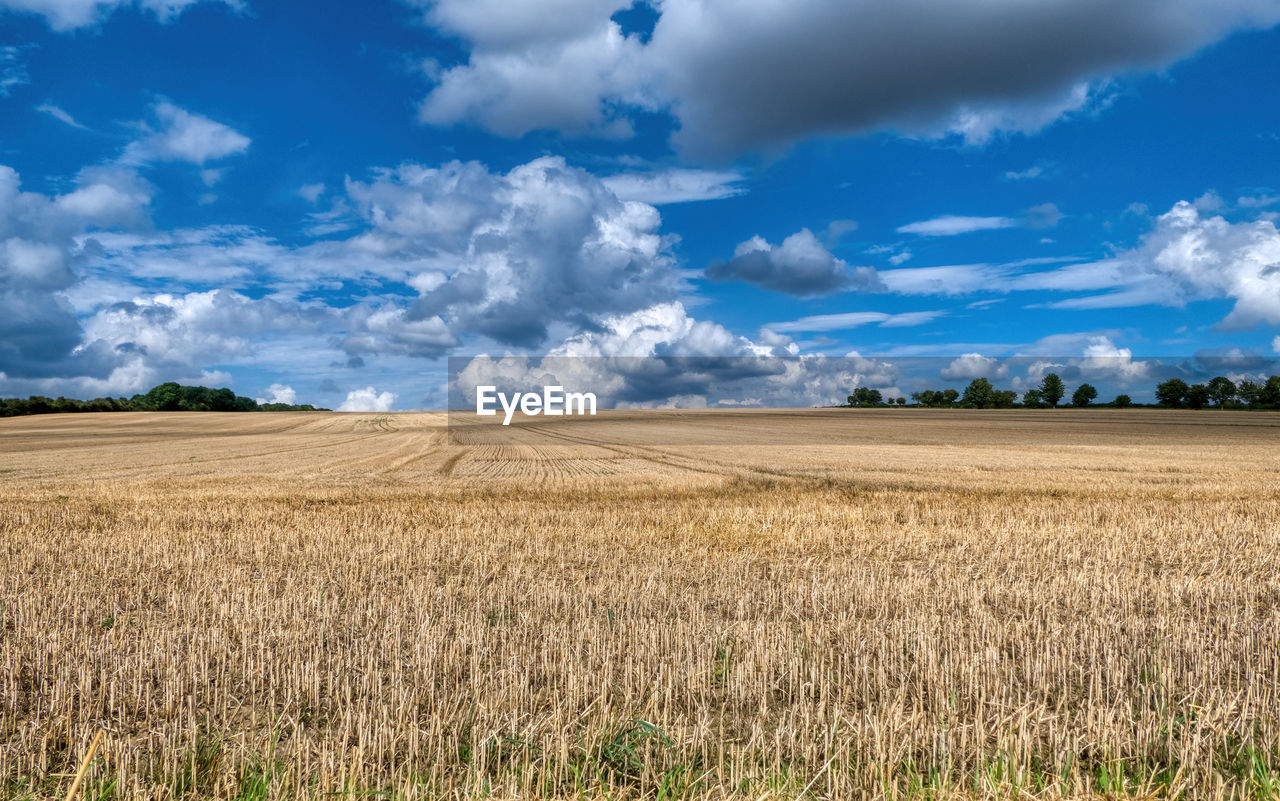 landscape, environment, cloud, sky, land, field, agriculture, plant, grassland, plain, cereal plant, rural scene, nature, crop, horizon, scenics - nature, beauty in nature, prairie, barley, grass, blue, cloudscape, horizon over land, summer, no people, food, farm, rural area, growth, wheat, meadow, tranquility, dramatic sky, sunlight, outdoors, day, urban skyline, soil, tranquil scene, steppe, tree, non-urban scene, food and drink, gold, social issues, idyllic, environmental conservation