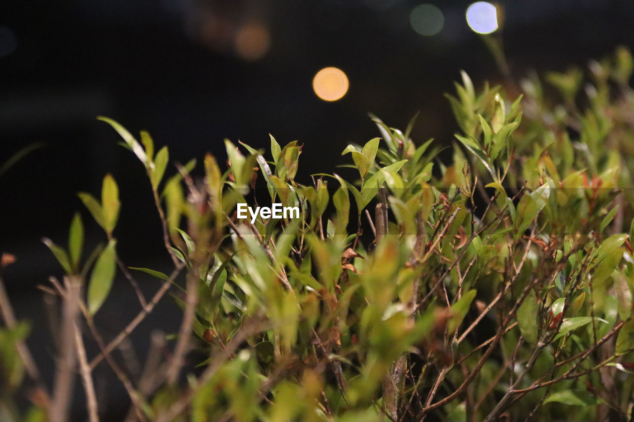 CLOSE-UP OF PLANTS GROWING ON LAND