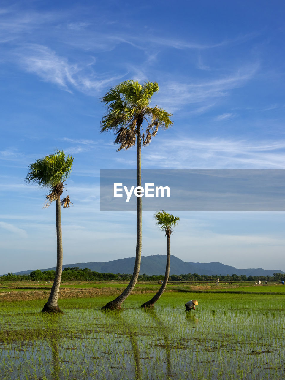 Coconut palm trees on field against sky