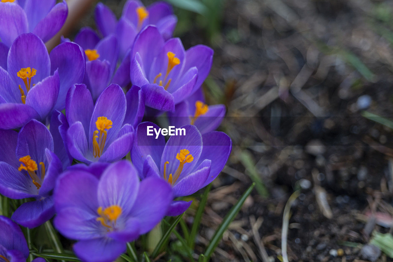 flower, flowering plant, plant, crocus, freshness, beauty in nature, purple, close-up, fragility, petal, growth, nature, iris, flower head, inflorescence, land, no people, springtime, field, botany, focus on foreground, blossom, outdoors, day, macro photography, blue, eco tourism
