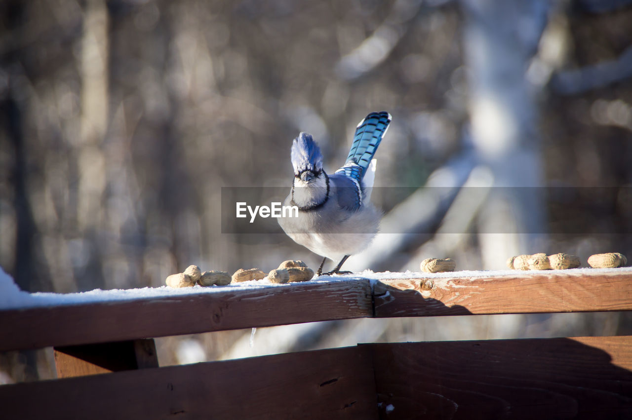 Blue jay perched making eye contact
