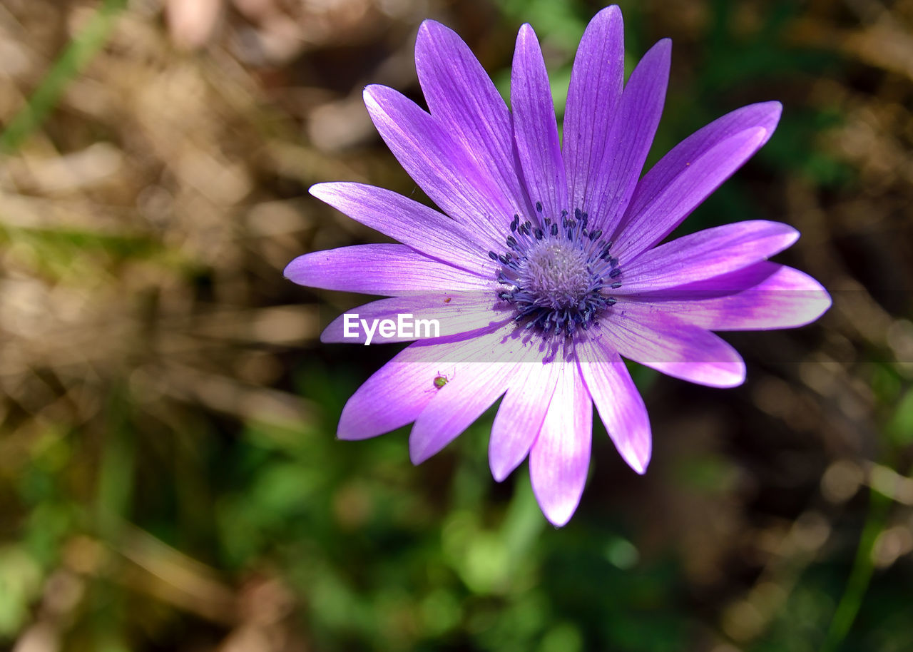 CLOSE-UP OF PURPLE FLOWER BLOOMING