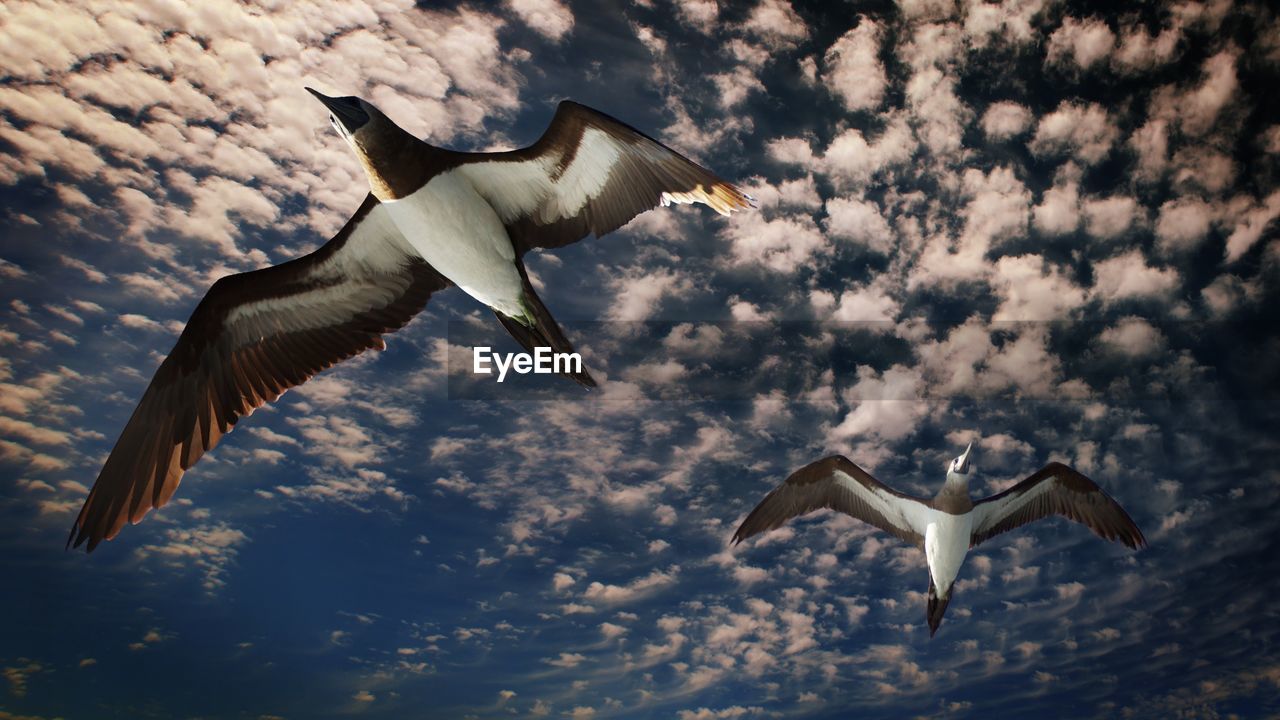 LOW ANGLE VIEW OF SEAGULL FLYING