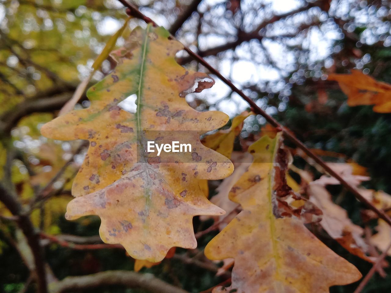 leaf, plant part, autumn, tree, plant, nature, branch, maple leaf, no people, day, focus on foreground, close-up, beauty in nature, maple, outdoors, dry, leaf vein, leaves, maple tree, tranquility, yellow, growth, land, flower, fragility, orange color, forest