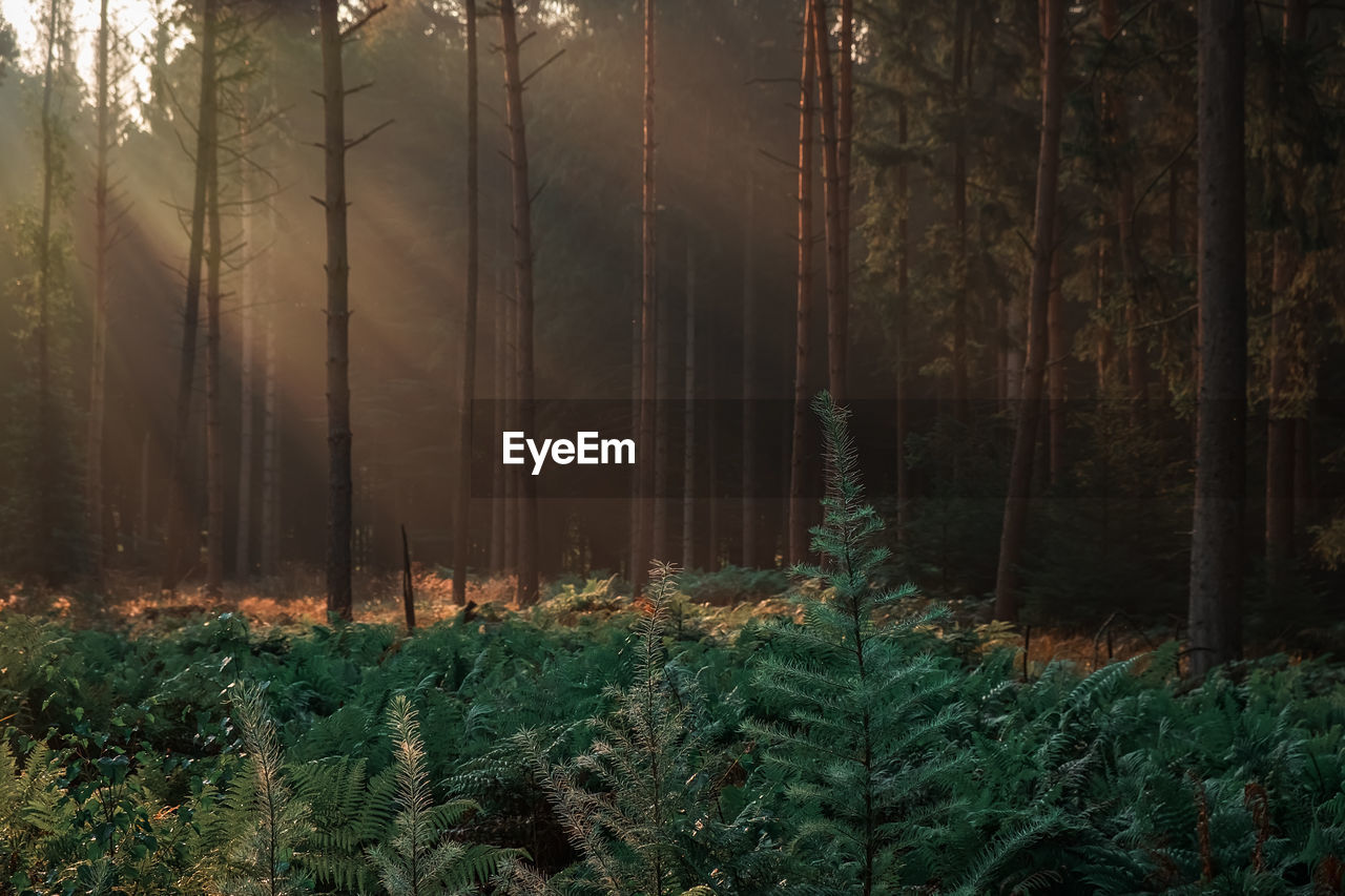 Trees growing in forest