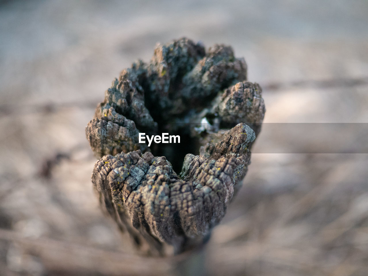 HIGH ANGLE VIEW OF DEAD PLANT IN WOOD