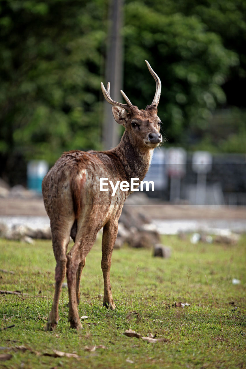 Deer standing on field