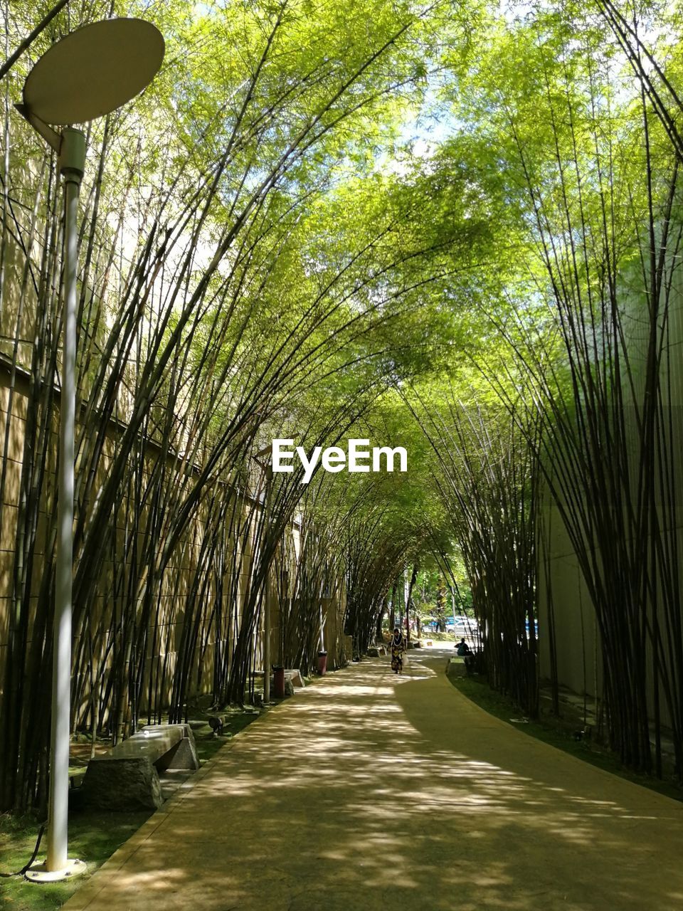 TREES GROWING IN PARK