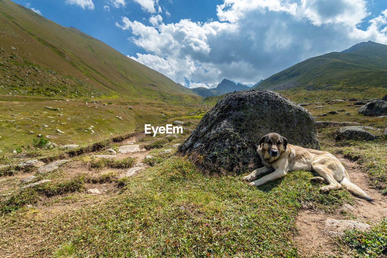 VIEW OF A HORSE ON MOUNTAIN