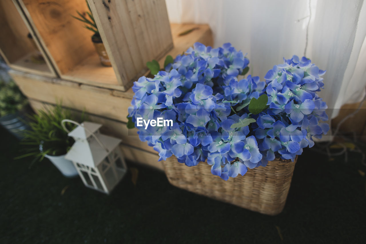 HIGH ANGLE VIEW OF PURPLE HYDRANGEA FLOWERS IN POT