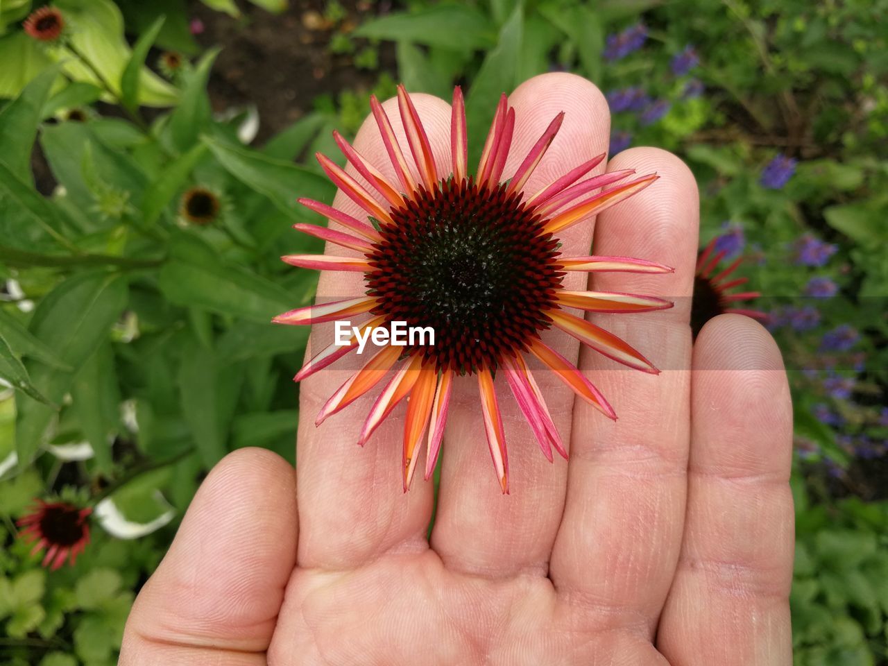 Cropped hand holding red flower