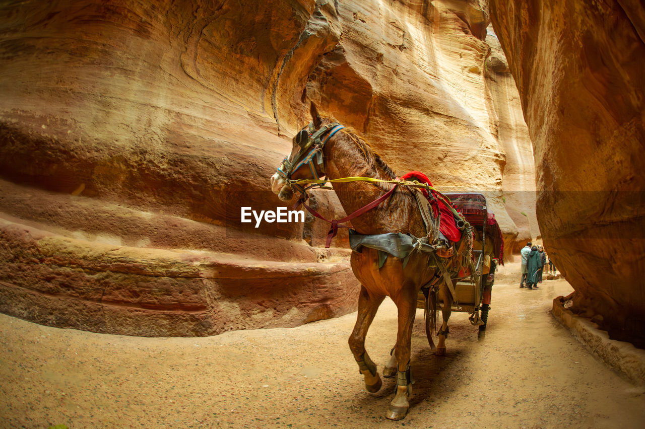 Rear view of man riding horse