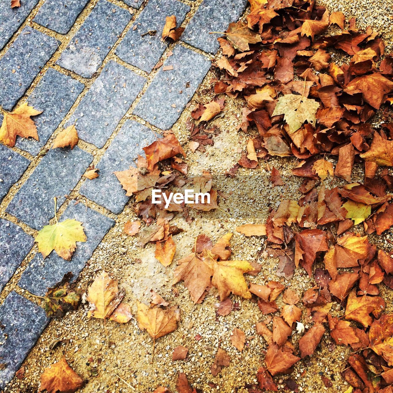 CLOSE-UP OF MAPLE LEAVES FALLEN ON GROUND