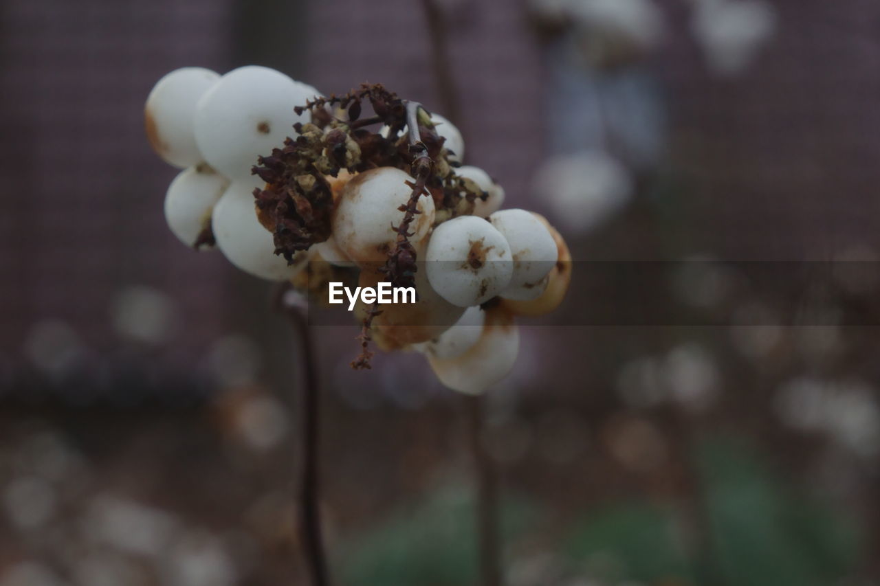 Close-up of white snowball berry