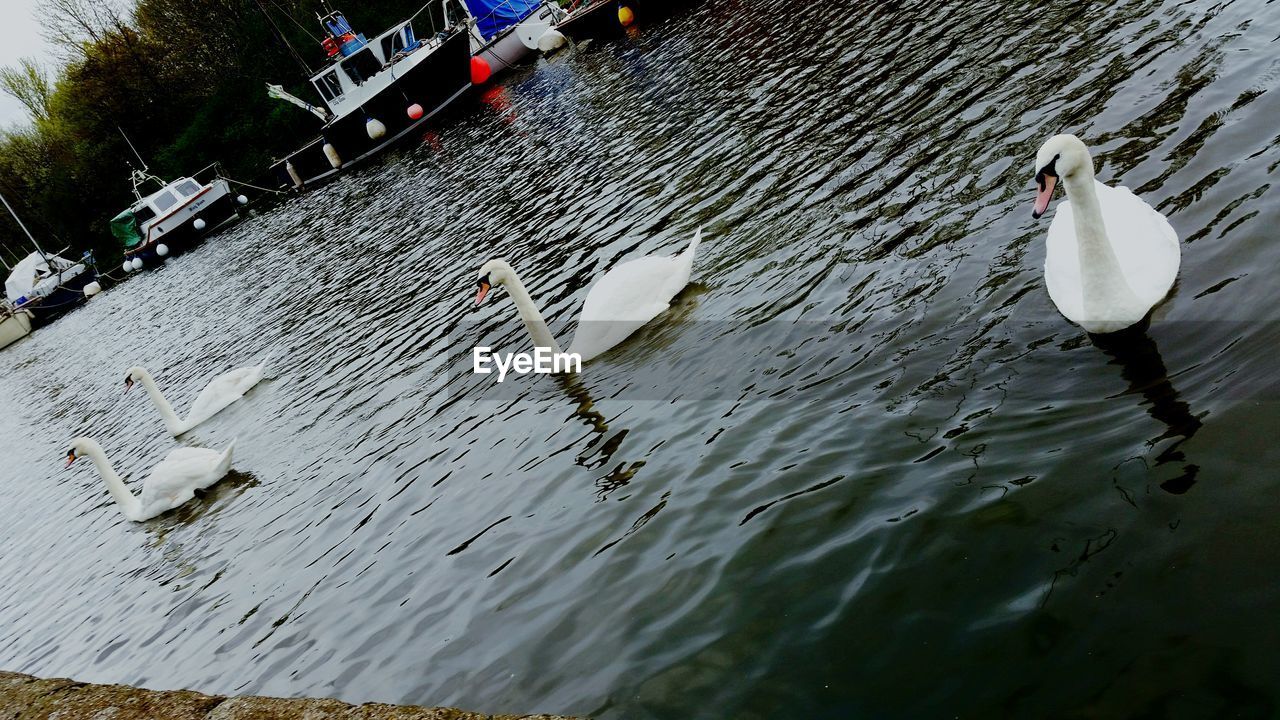 Mute swans swimming in lake