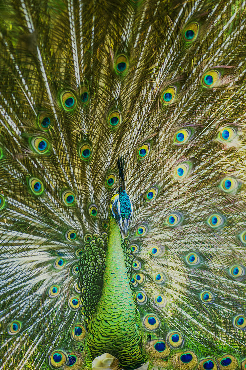 Close-up of beautiful peacock dancing