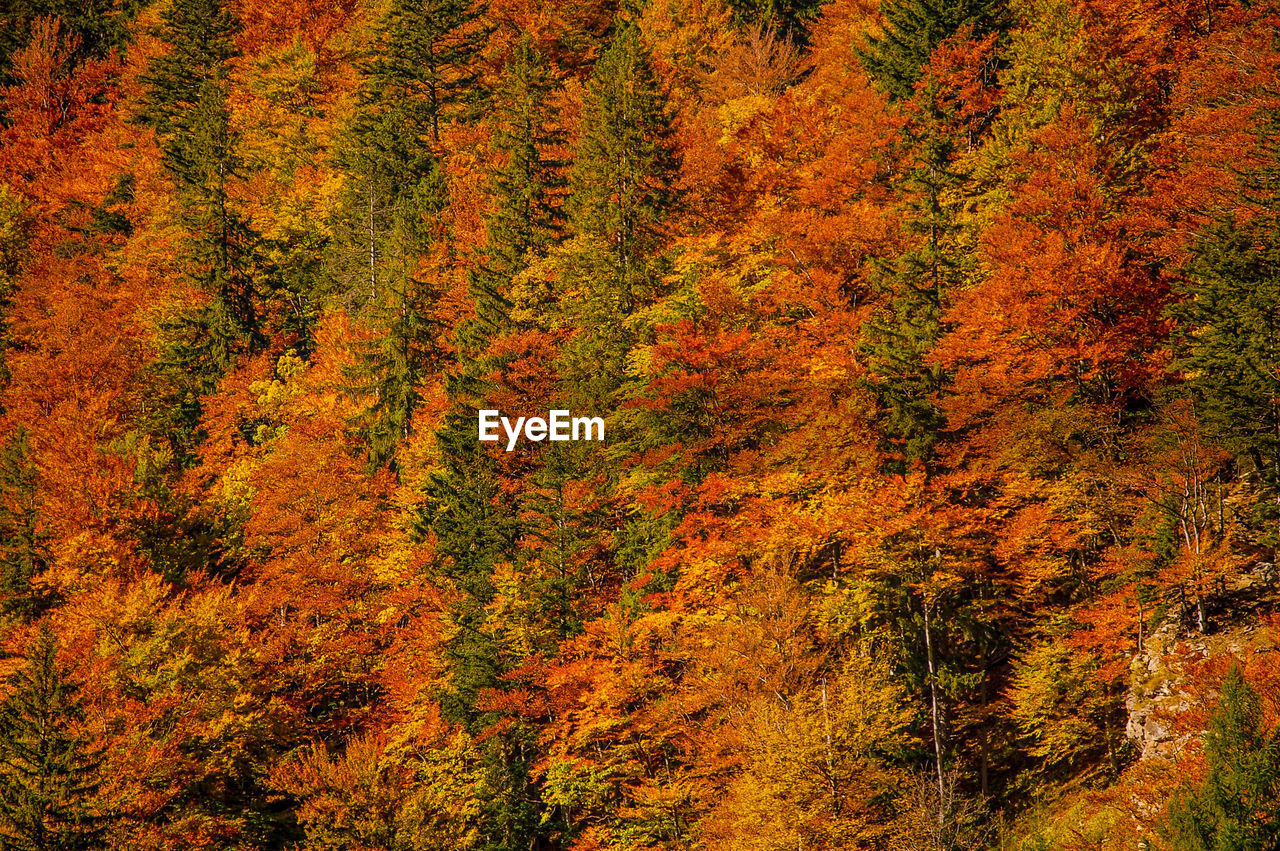 Trees in forest during autumn