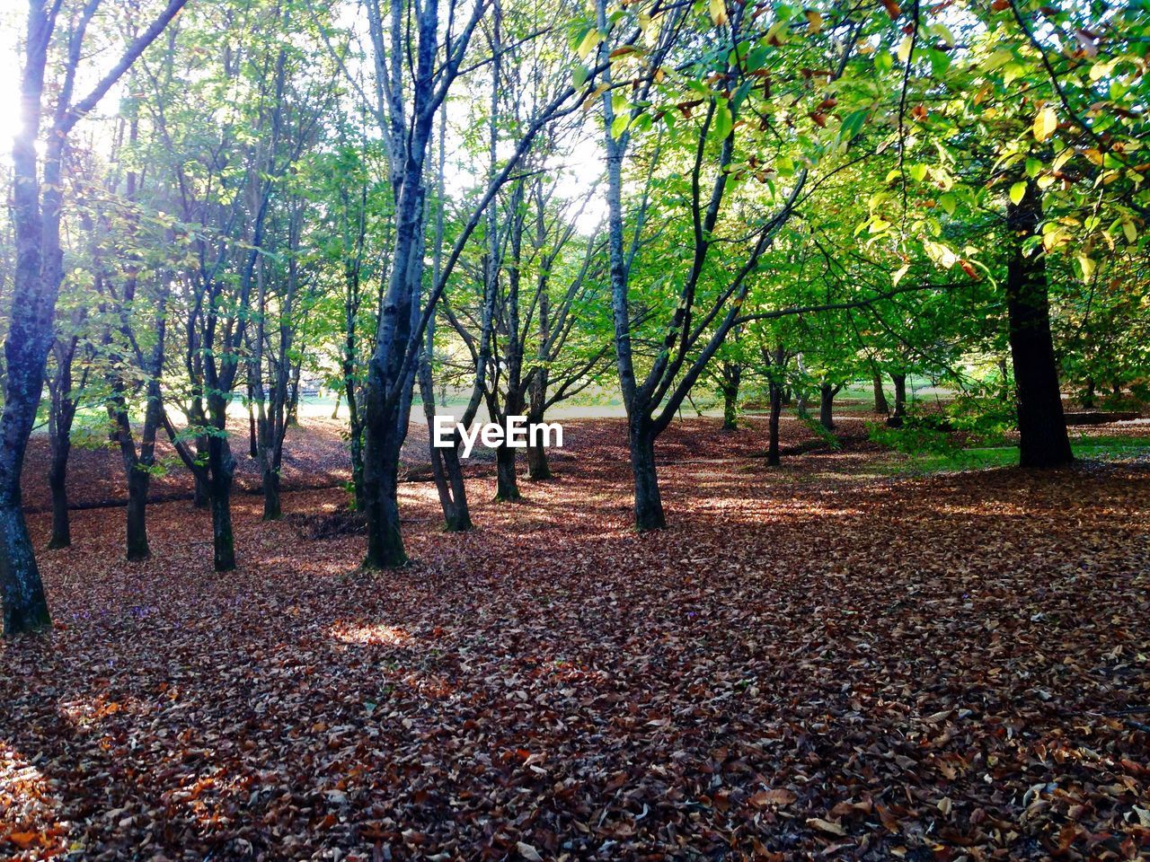 TREES AT PARK