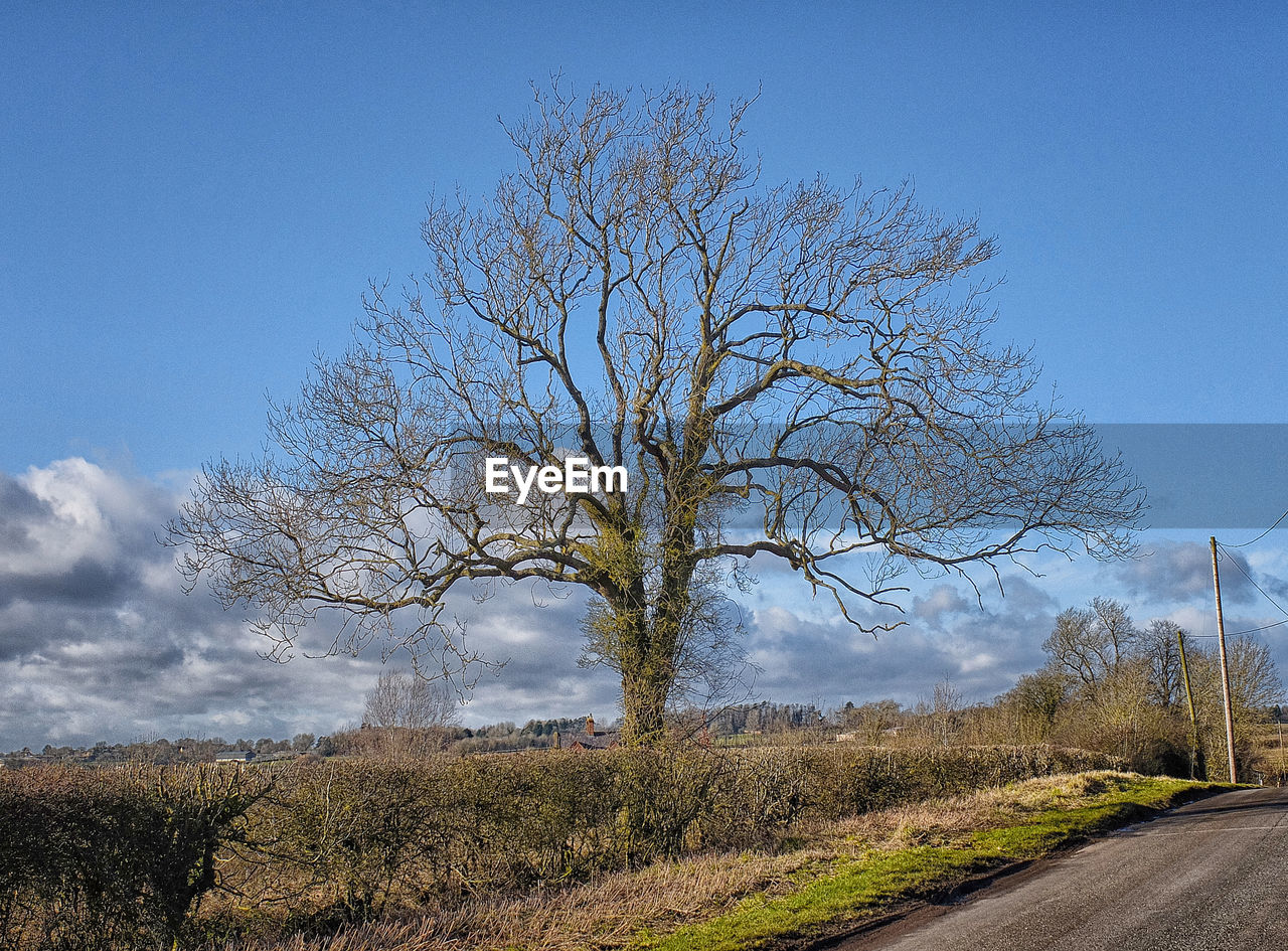 Bare tree against clear blue sky