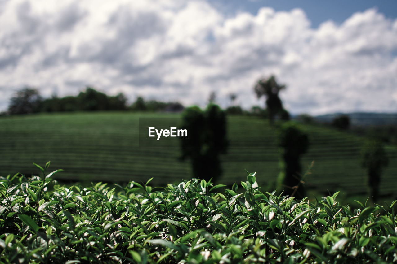 Plants growing on field against sky