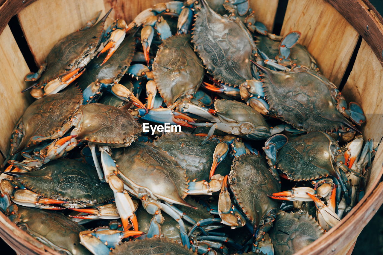 High angle view of crabs for sale