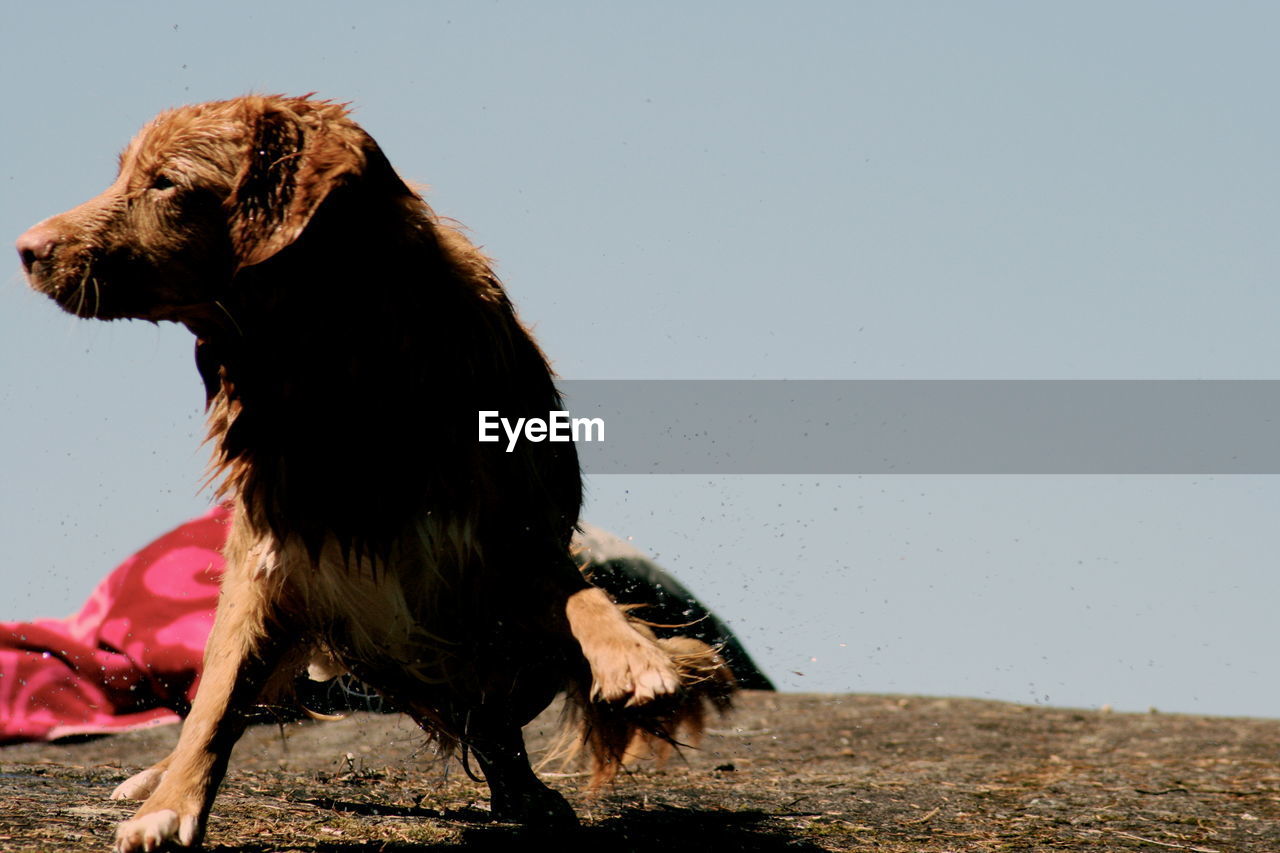 VIEW OF A DOG ON BEACH