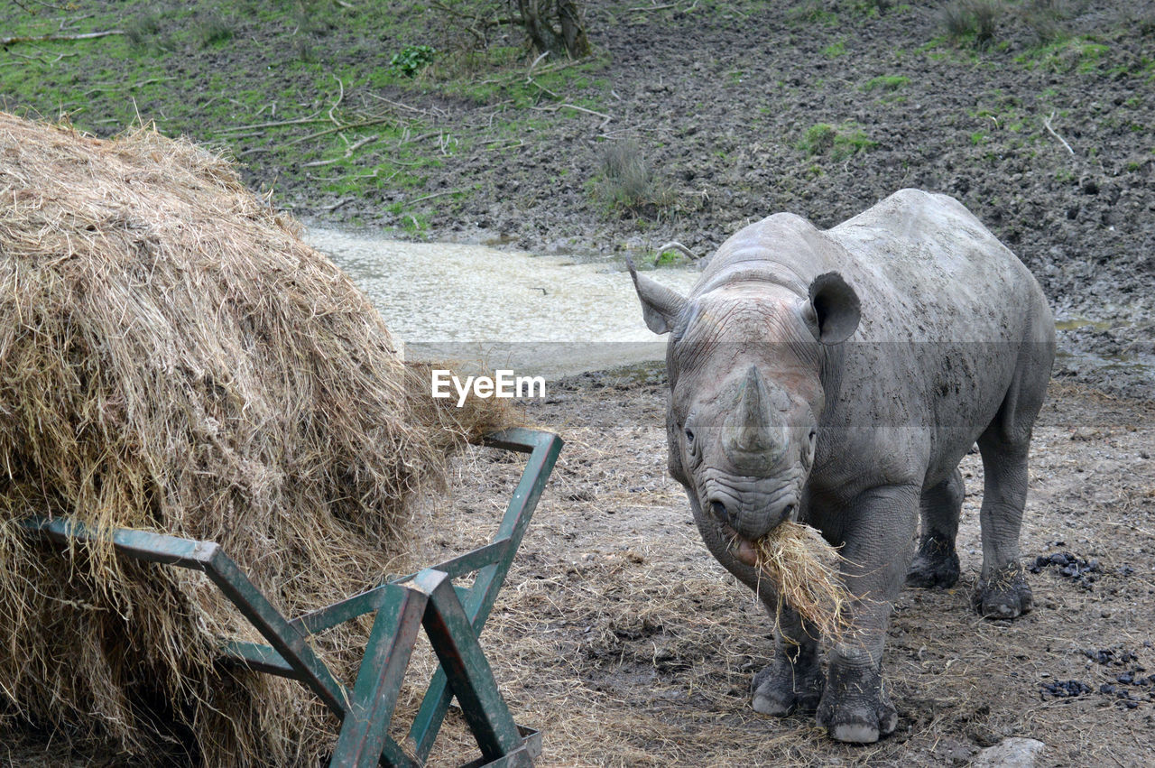 Rhinoceros in a field