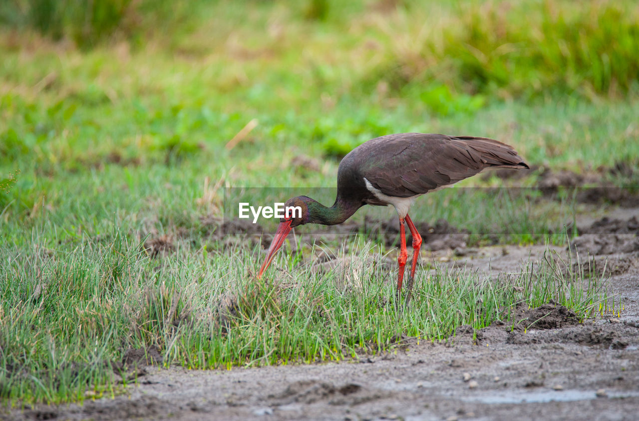 Side view of a bird on land