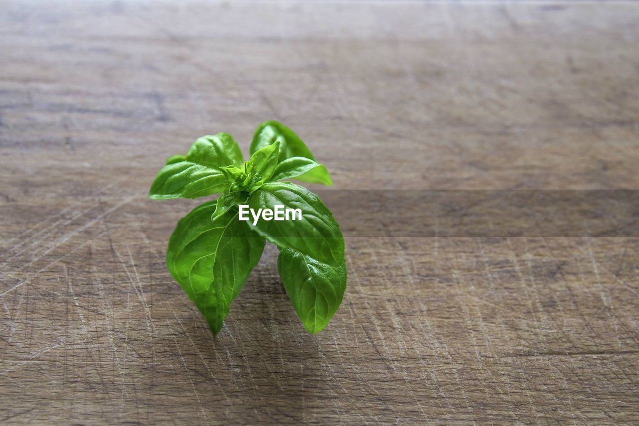 HIGH ANGLE VIEW OF LEAVES IN CONTAINER ON TABLE