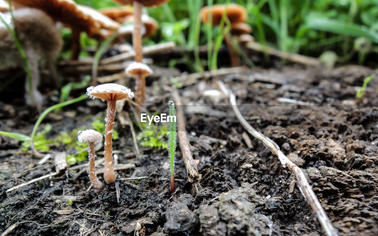 Close-up of mushrooms growing on landscape