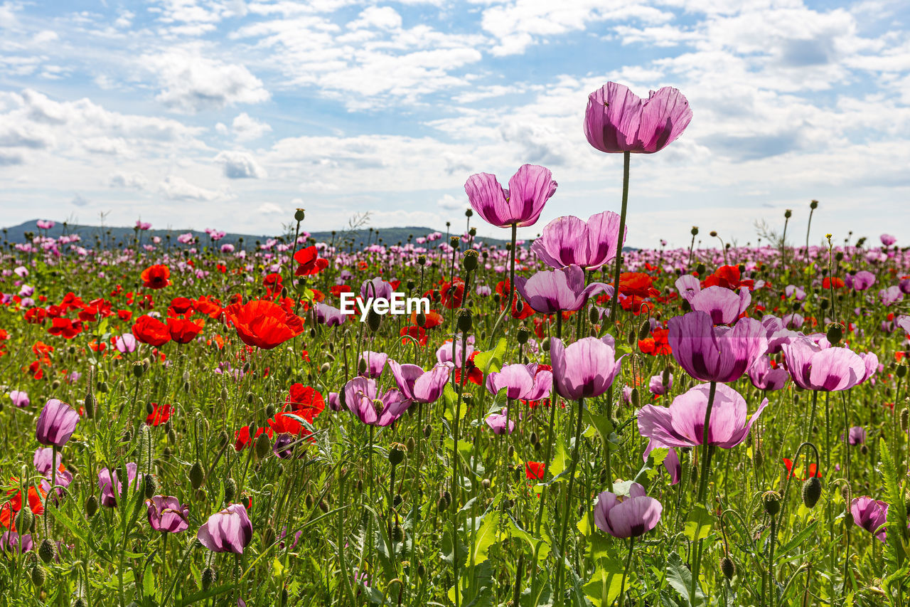 flower, flowering plant, plant, beauty in nature, sky, cloud, nature, freshness, landscape, pink, field, land, environment, petal, flower head, no people, meadow, grass, multi colored, growth, inflorescence, fragility, red, grassland, springtime, scenics - nature, poppy, rural scene, summer, plain, tranquility, outdoors, wildflower, sunlight, flowerbed, garden cosmos, day, horizon, purple, non-urban scene, close-up, tranquil scene, idyllic, horizon over land, blue, blossom, vibrant color, abundance, botany, tulip, green