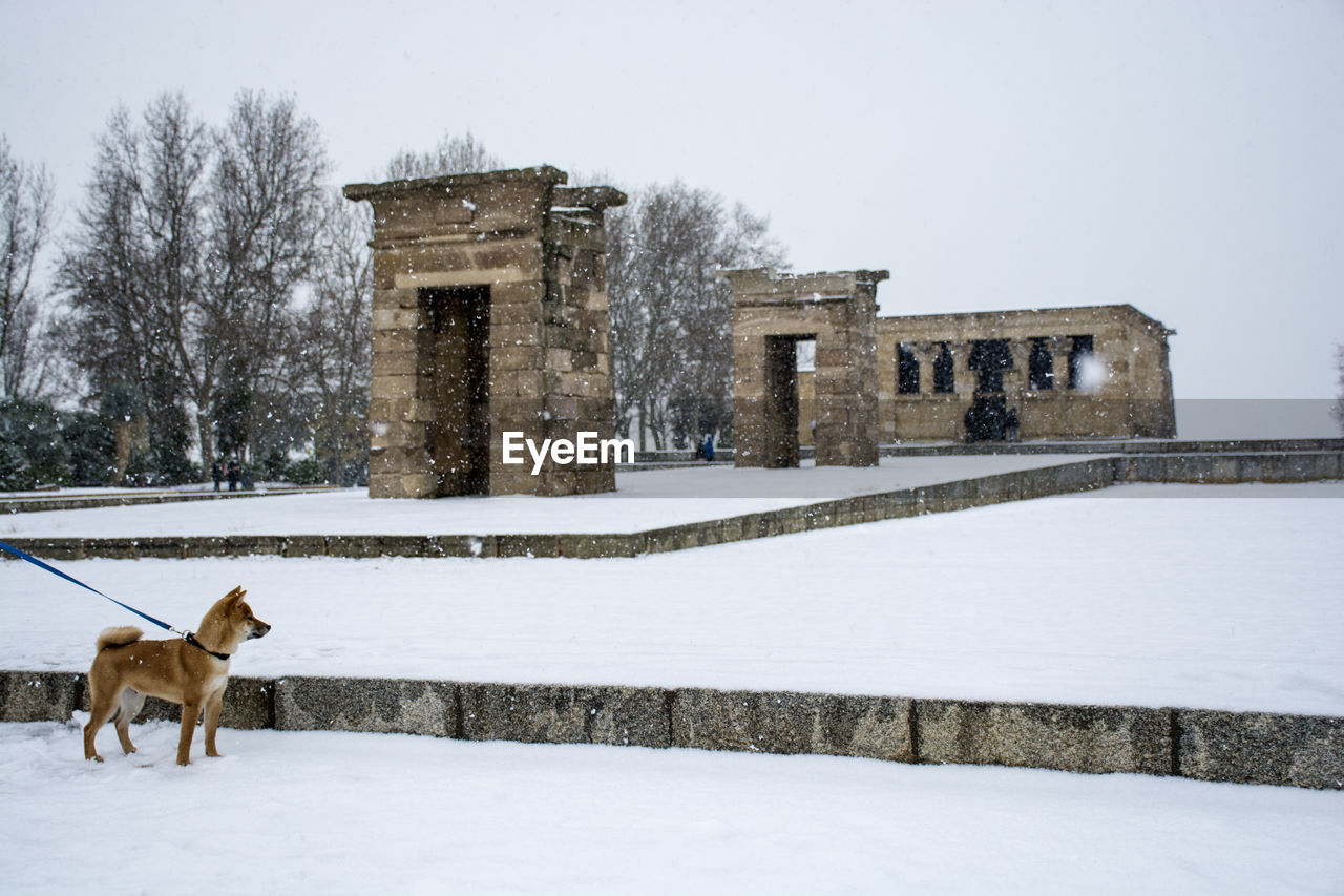 VIEW OF DOG ON SNOW COVERED FIELD AGAINST BUILDINGS