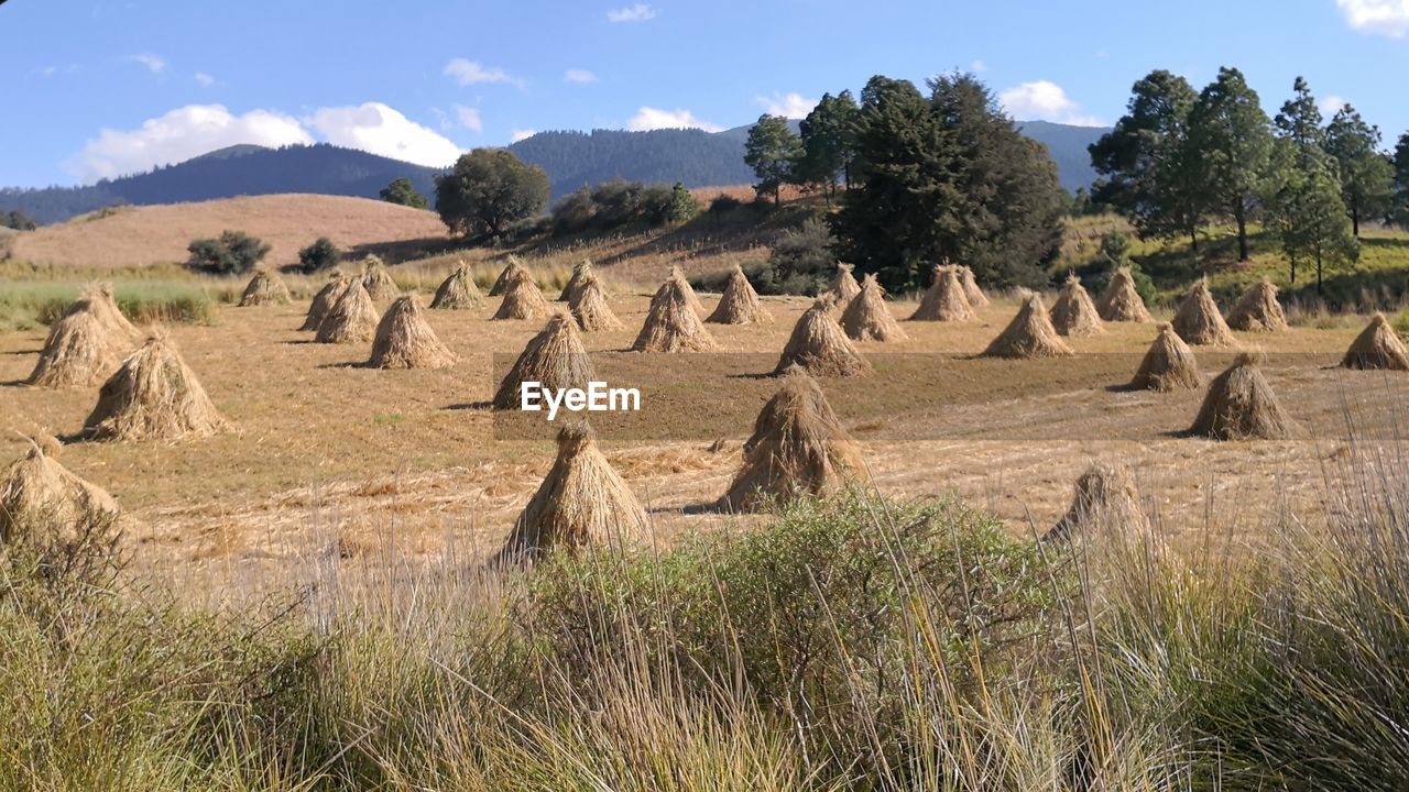 PANORAMIC VIEW OF LANDSCAPE