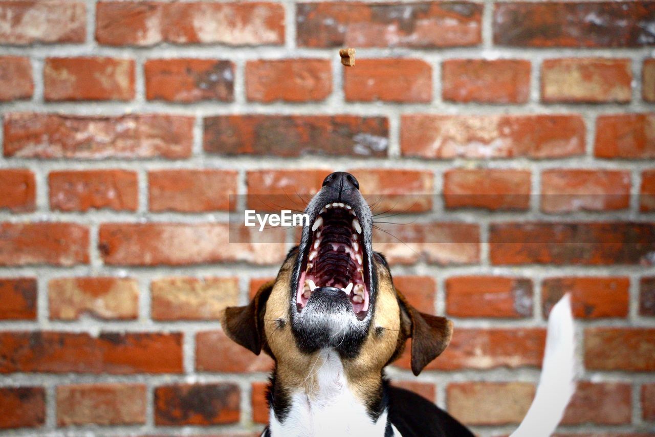 Front view of dog next to brick wall