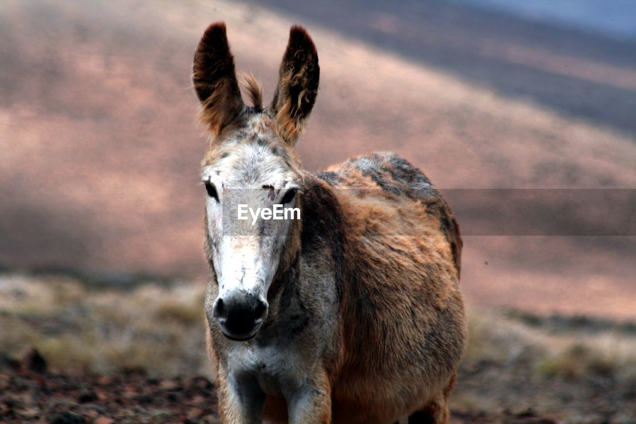 Portrait of donkey standing on field