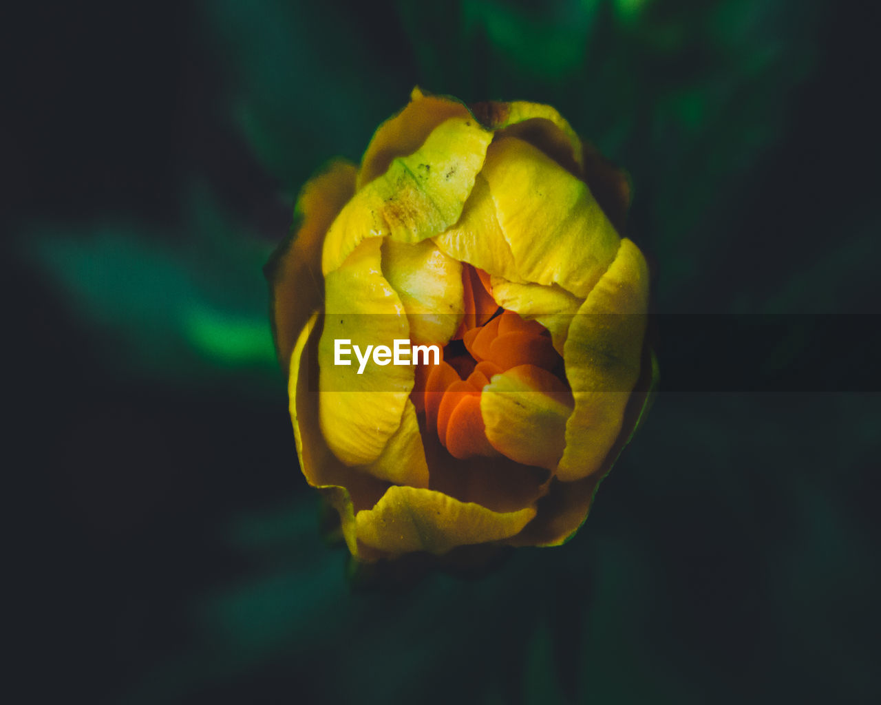 Close-up of yellow flower blooming outdoors