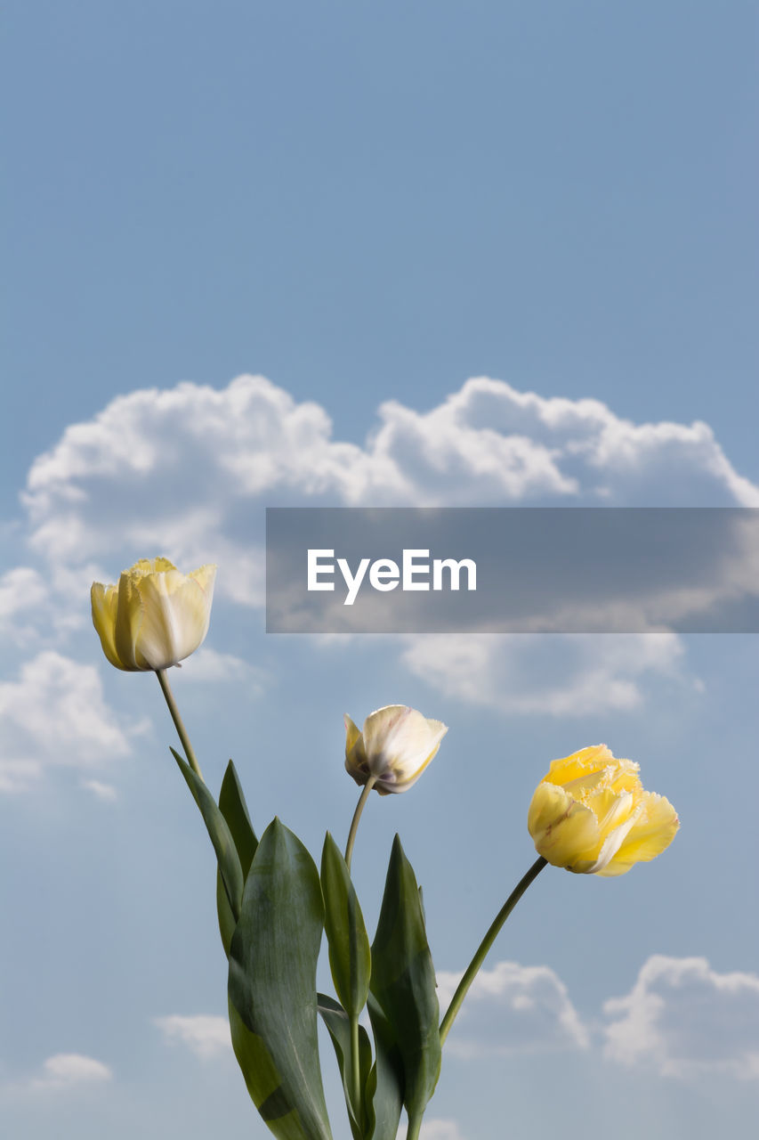 Low angle view of flowering plant against sky