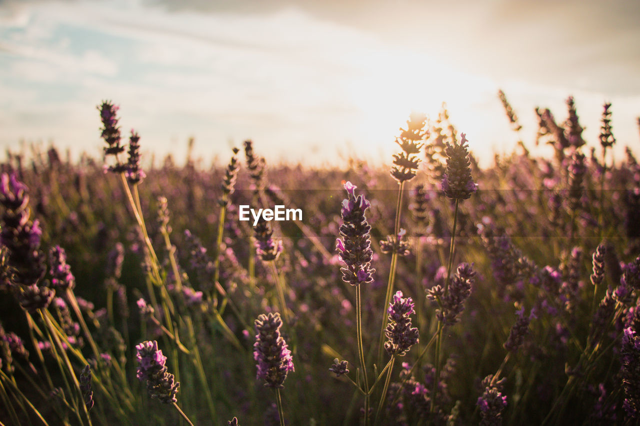 Lavender field and flowers