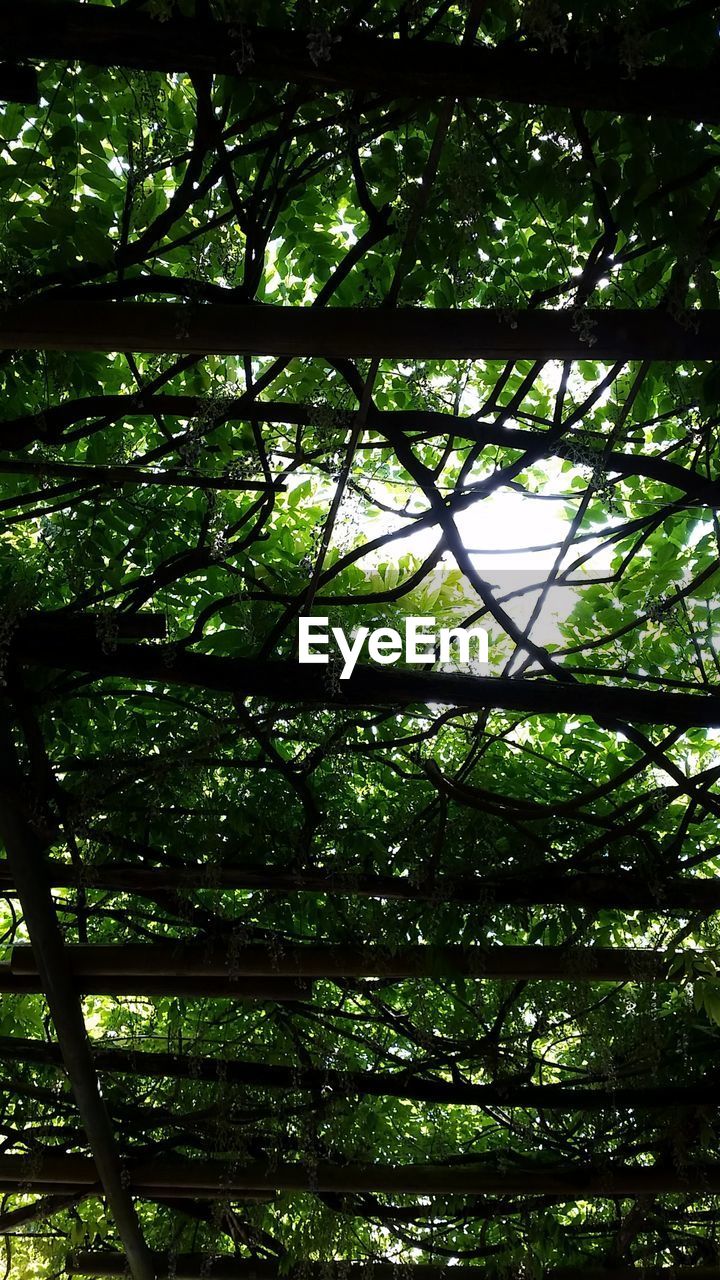 LOW ANGLE VIEW OF BAMBOO TREES